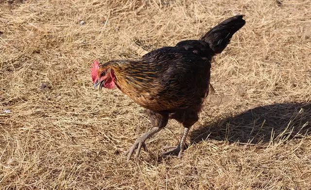 湖州嶺霧，在云霧之巔把自然搬進屋內(nèi)