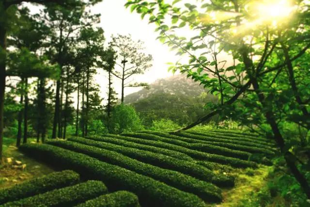 曉陽(yáng)春茶，尋找茶道融于茶水中的美好生活