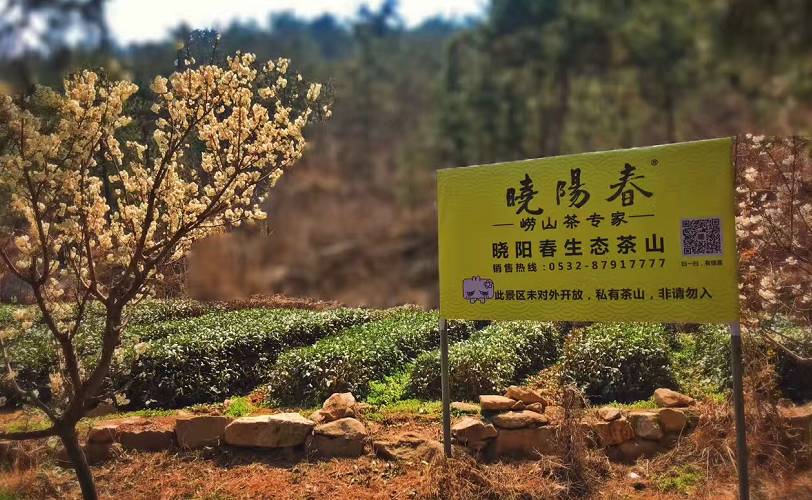 曉陽(yáng)春茶，尋找茶道融于茶水中的美好生活