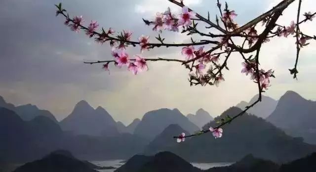 桃花壹號，靜下來品味生活最美的那一面