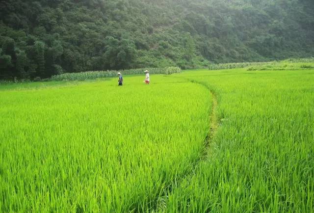 桃花壹號，靜下來品味生活最美的那一面
