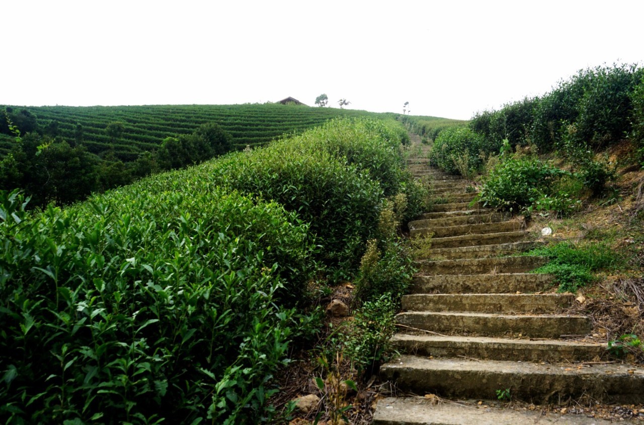 茗墅茶莊園，西湖以外的西湖