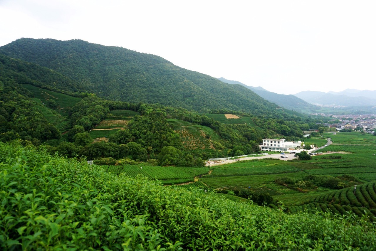 茗墅茶莊園，西湖以外的西湖