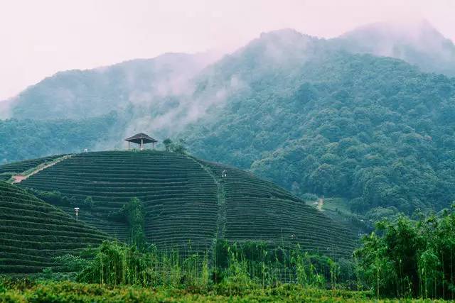 茗墅茶莊園，西湖以外的西湖