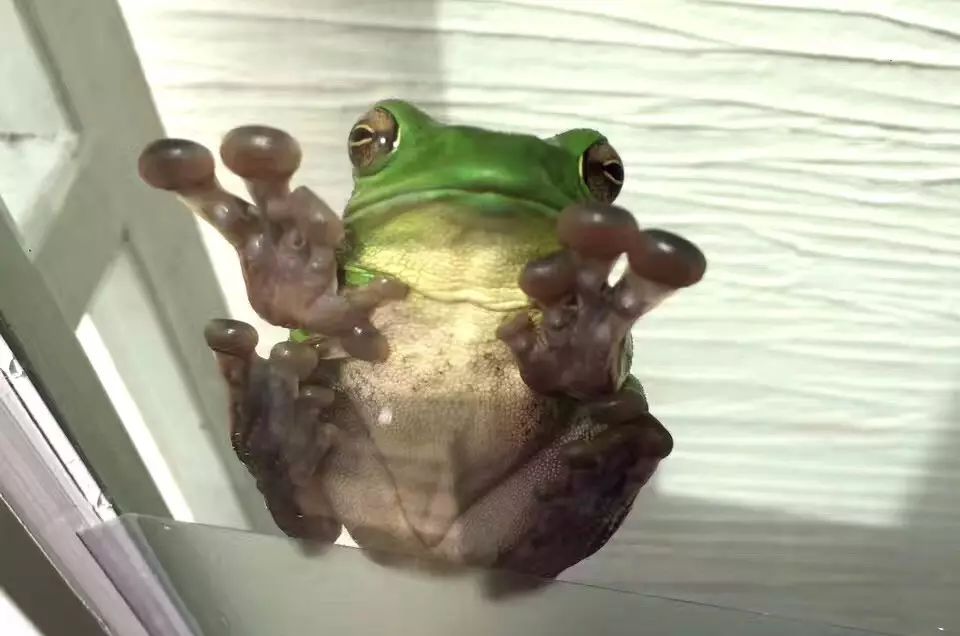 茗墅茶莊園，西湖以外的西湖