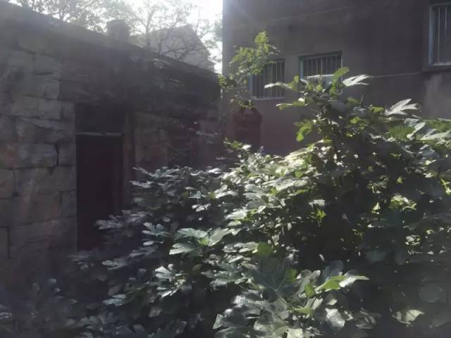 桃花源，有花為伴有茶糊口每一天都是美好光陰