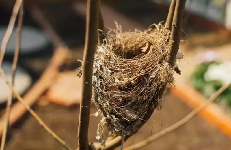 桃花源，有花為伴有茶糊口每一天都是美好光陰