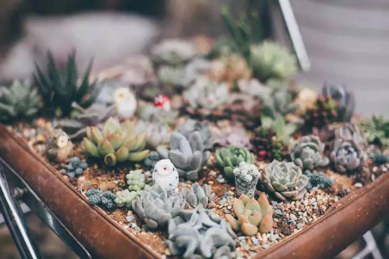 桃花源，有花為伴有茶糊口每一天都是美好光陰