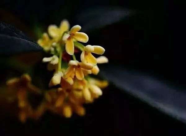 杭州·若白雅苑，擁有無邊泳池「最好泡民宿」