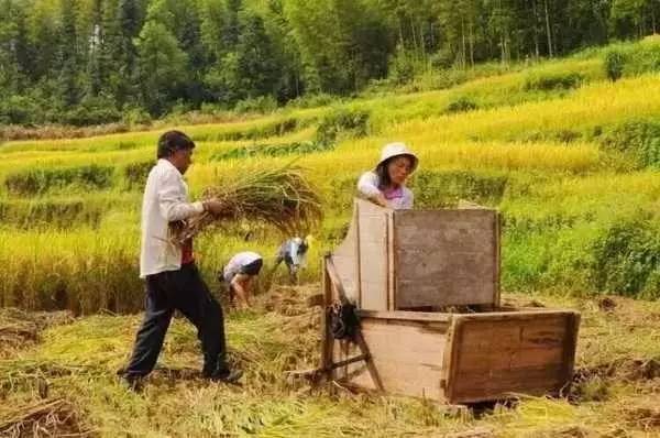 3間開(kāi)在稻田里的民宿，回歸自然向往田園風(fēng)光