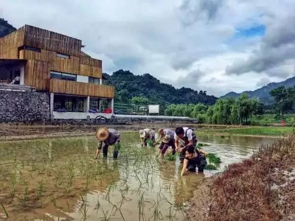 3間開(kāi)在稻田里的民宿，回歸自然向往田園風(fēng)光