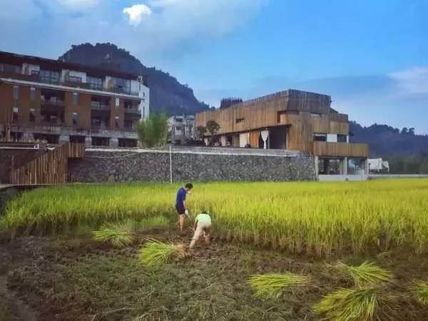 3間開(kāi)在稻田里的民宿，回歸自然向往田園風(fēng)光