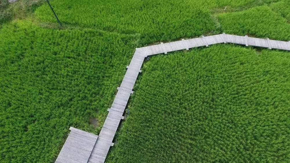 3間開在稻田里的民宿，回歸自然向往田園風(fēng)光