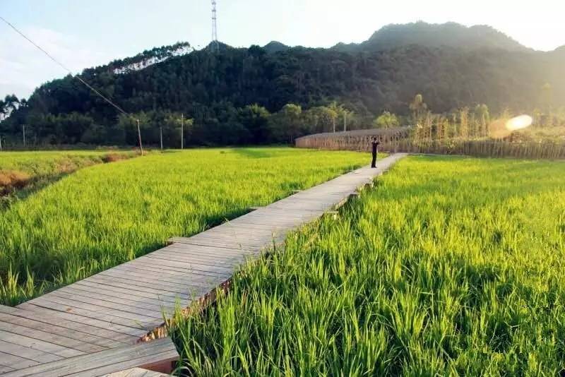 3間開在稻田里的民宿，回歸自然向往田園風(fēng)光