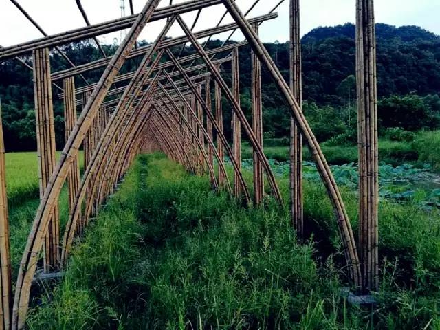 3間開在稻田里的民宿，回歸自然向往田園風(fēng)光