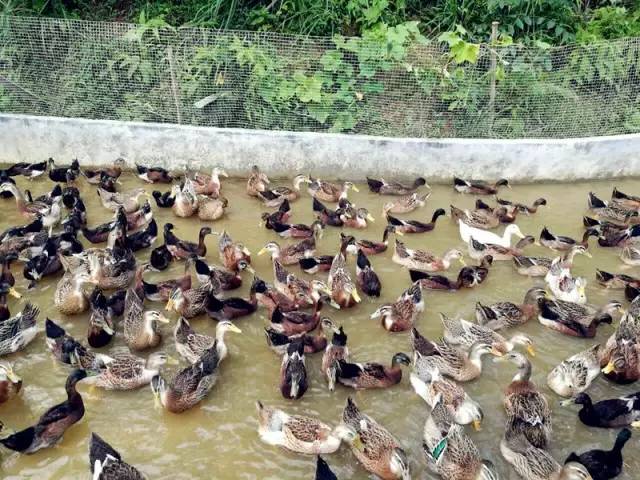 3間開在稻田里的民宿，回歸自然向往田園風(fēng)光