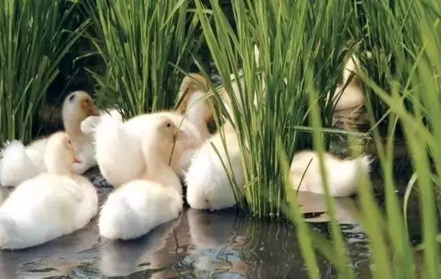 3間開(kāi)在稻田里的民宿，回歸自然向往田園風(fēng)光