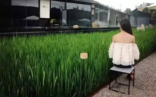 3間開在稻田里的民宿，回歸自然向往田園風(fēng)光