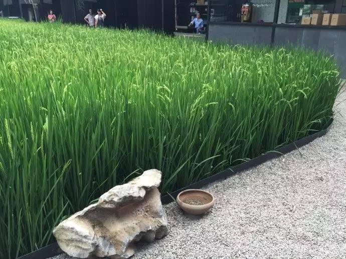 3間開在稻田里的民宿，回歸自然向往田園風(fēng)光