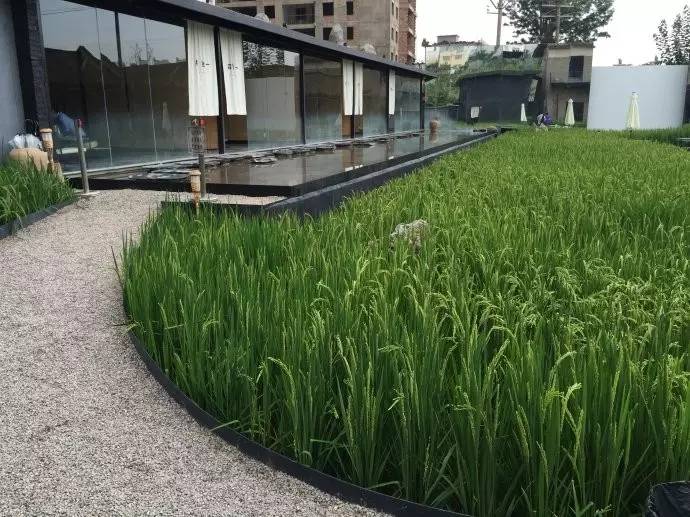 3間開在稻田里的民宿，回歸自然向往田園風光