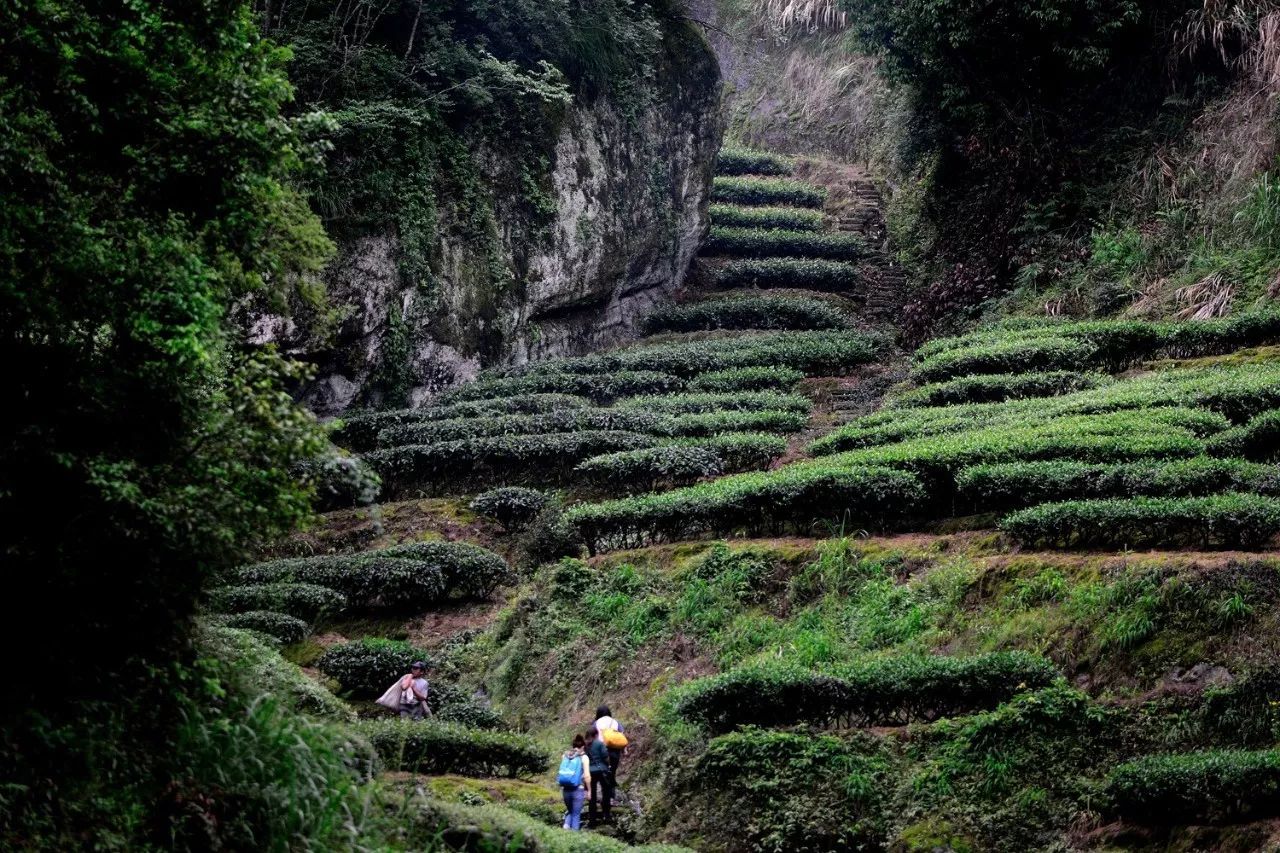 武夷山·山玖如意莊，一杯清茶一萬個(gè)品茶人