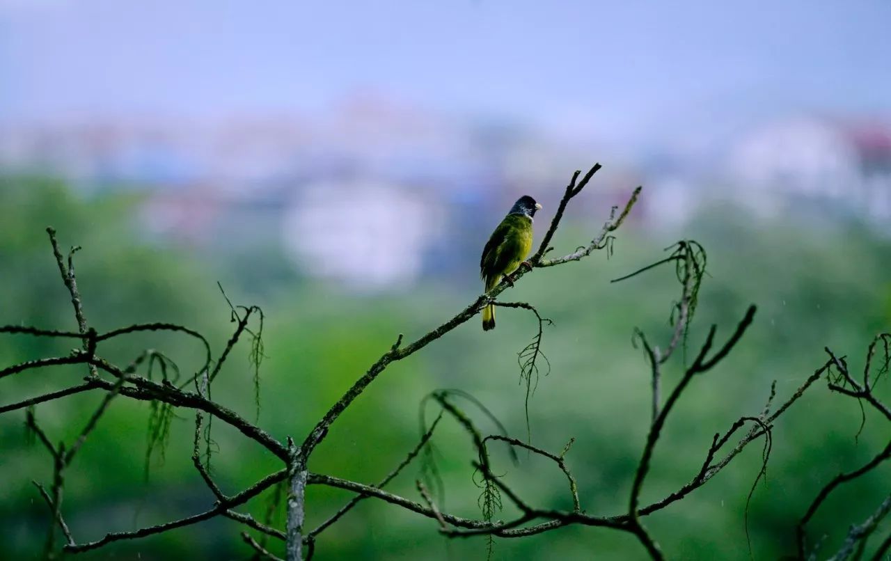 武夷山·山玖如意莊，一杯清茶一萬個(gè)品茶人