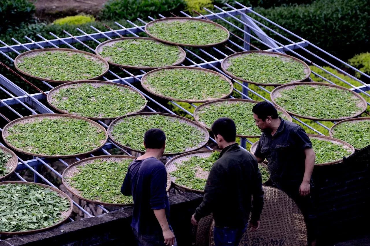 武夷山·山玖如意莊，一杯清茶一萬個品茶人