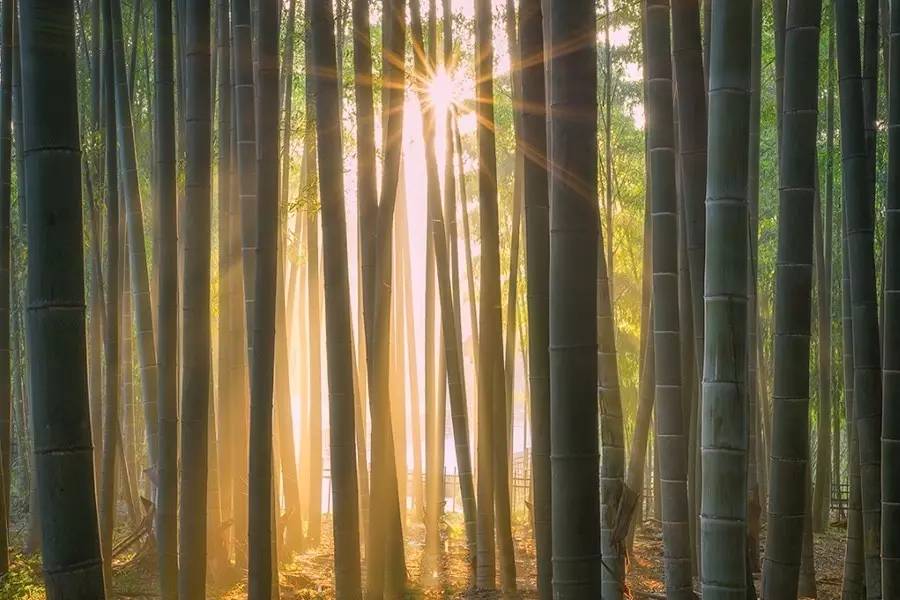 竹制好物，竹編工藝之美！