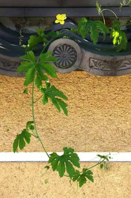 古建筑，一片瓦，遮風(fēng)擋雨