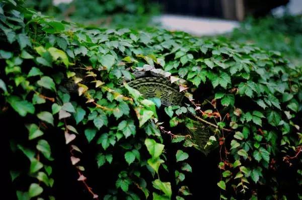 古建筑，一片瓦，遮風擋雨