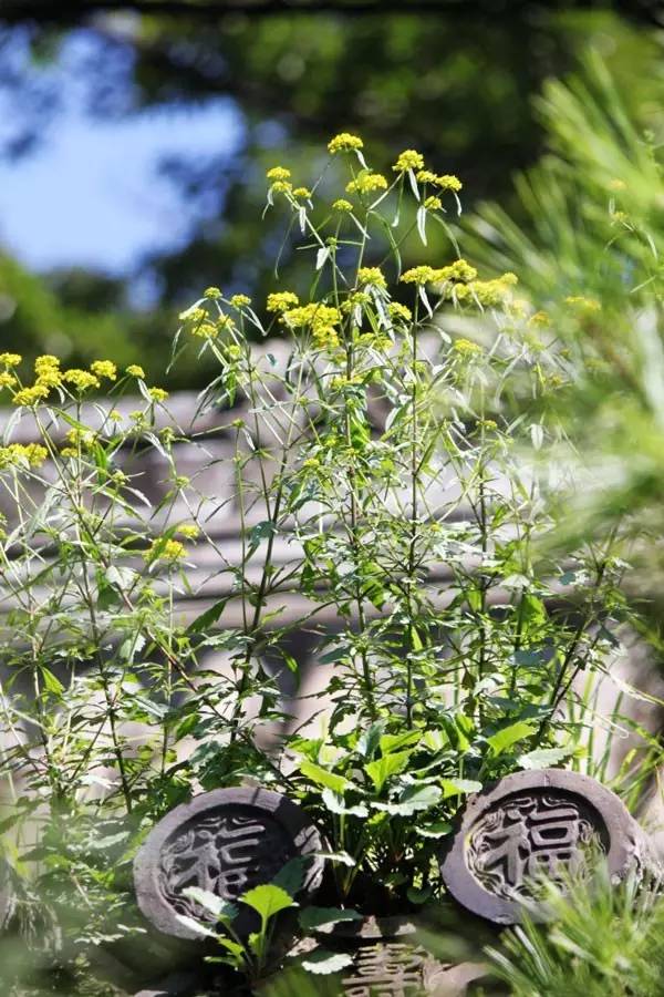 古建筑，一片瓦，遮風(fēng)擋雨