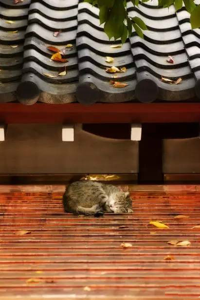 古建筑，一片瓦，遮風(fēng)擋雨