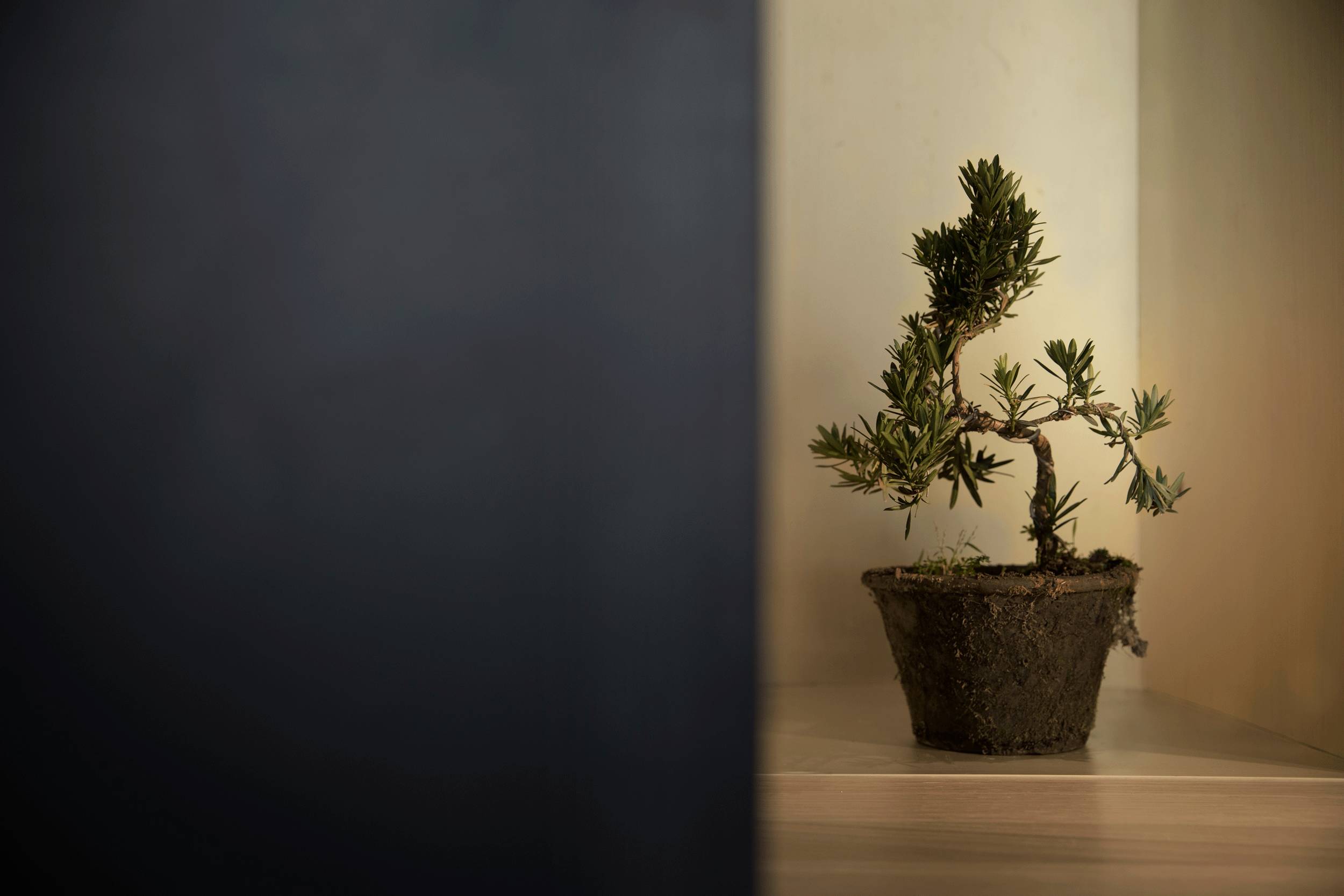 設(shè)計(jì)承載食物的靈魂，中式餐廳設(shè)計(jì)