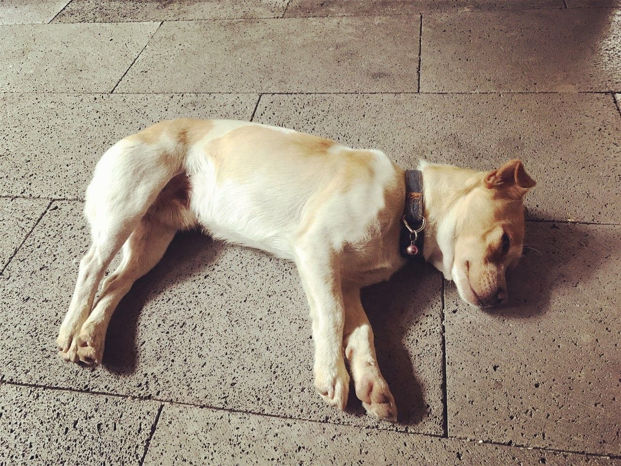 茶馬古道，民宿古宅設(shè)計(jì)改造