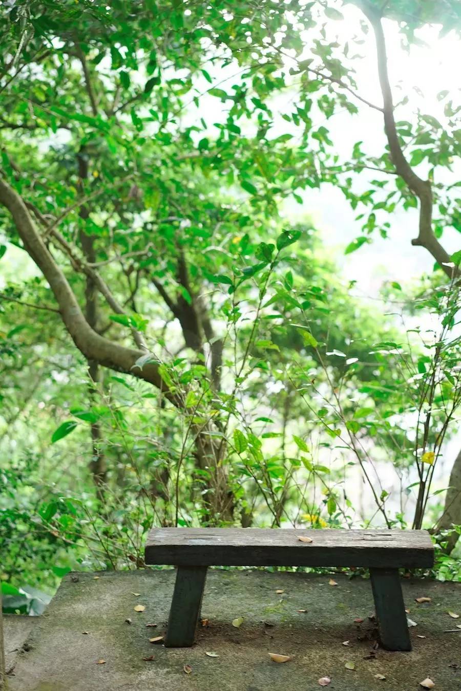 臺灣最文藝的山間小屋，數(shù)樹民宿設(shè)計