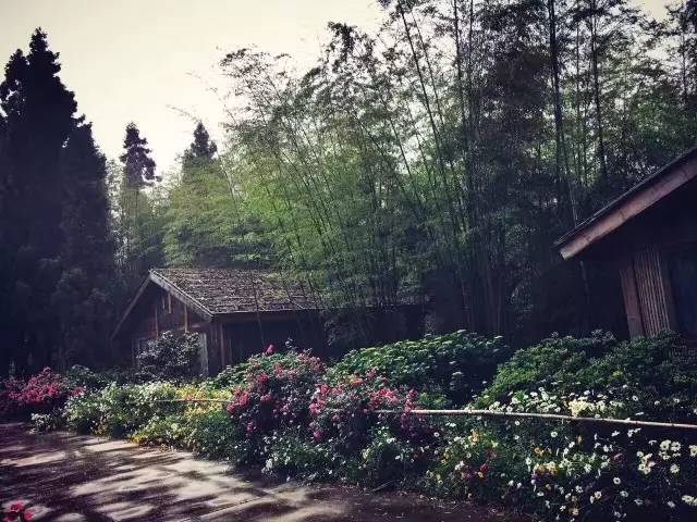 林中四舍民宿設計，一所鳥語花香的小木屋