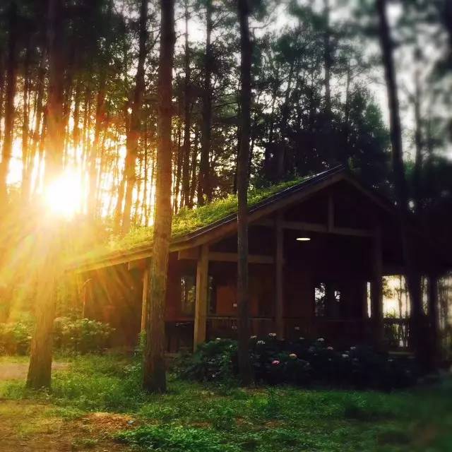 林中四舍民宿設(shè)計，一所鳥語花香的小木屋