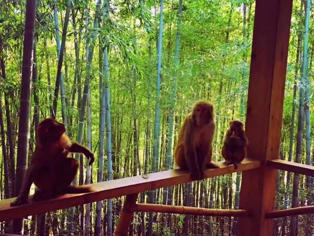 林中四舍民宿設(shè)計，一所鳥語花香的小木屋