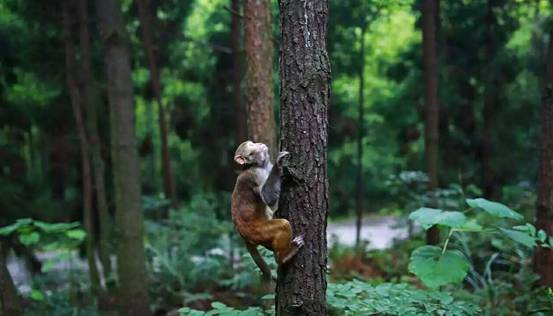 林中四舍民宿設(shè)計，一所鳥語花香的小木屋