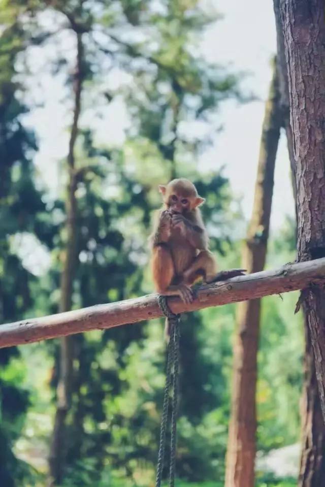 林中四舍民宿設(shè)計，一所鳥語花香的小木屋