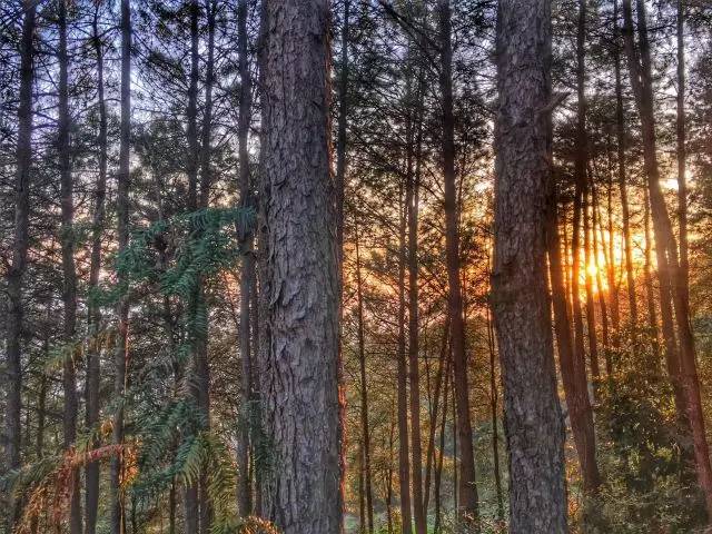 林中四舍民宿設(shè)計(jì)，一所鳥語花香的小木屋