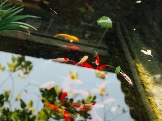 慈舍，悲喜隱去慈從舍生