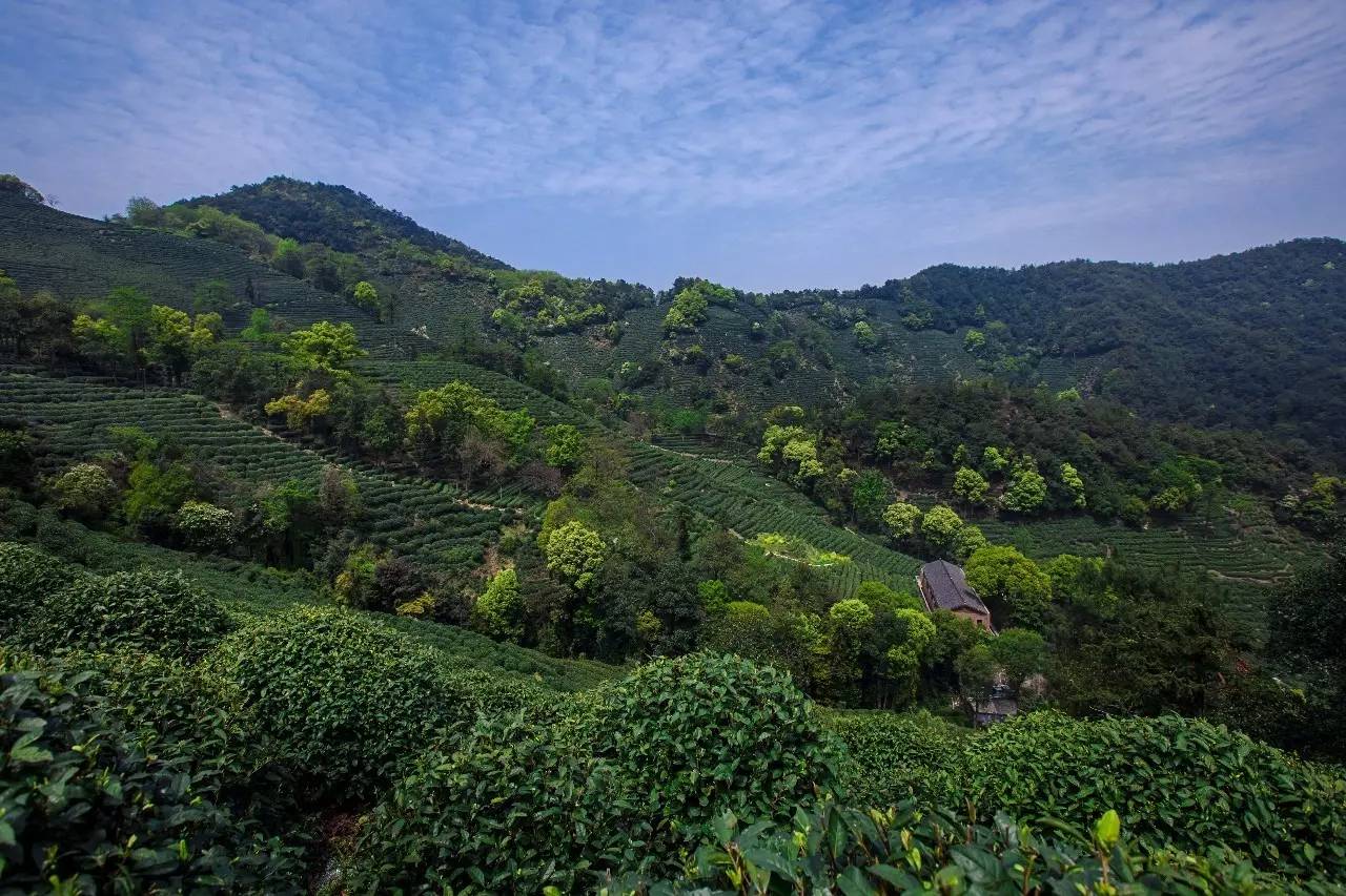 杭州龍井茂居民宿，在茶田之中枕著茶香入睡
