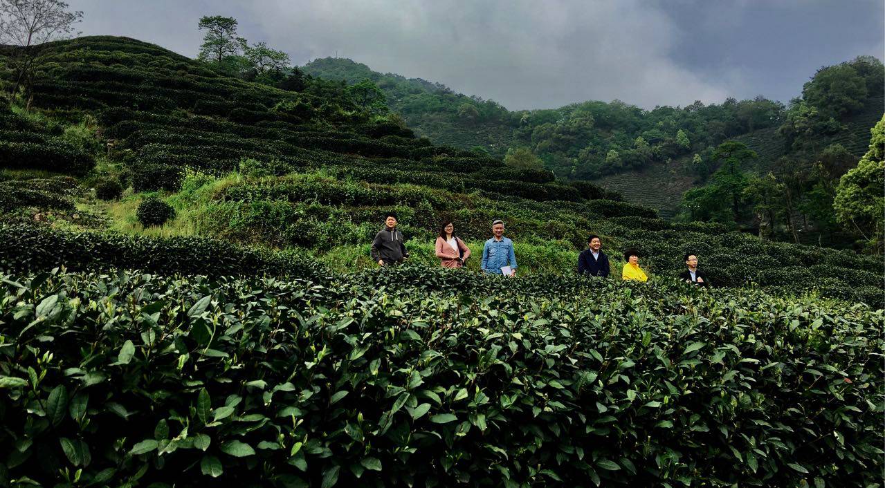 杭州龍井茂居民宿，在茶田之中枕著茶香入睡