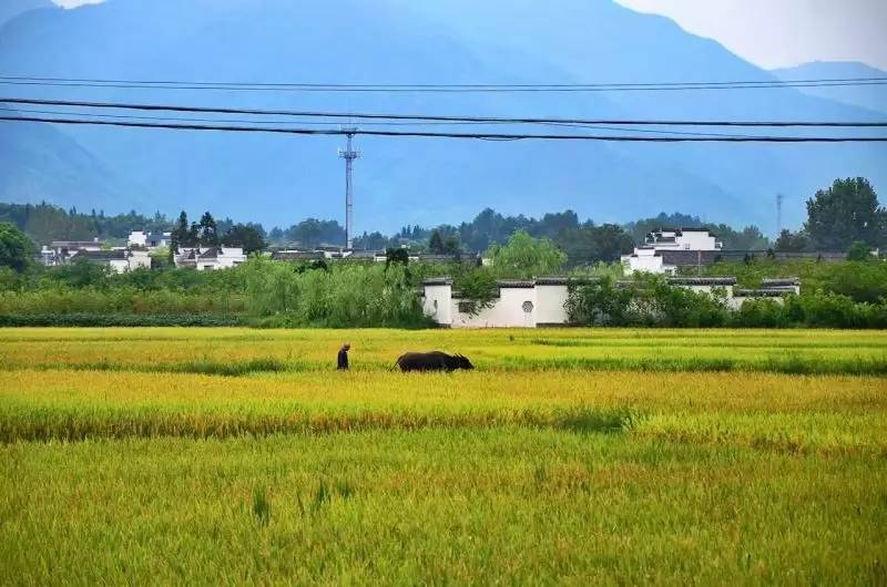 南屏喜舍民宿，從南方飛入徽州白墻灰瓦的歸燕