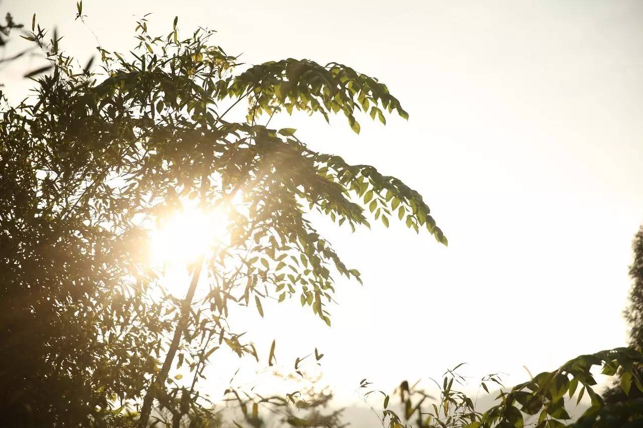 大來山樹屋民宿，喚醒古老村莊留住青山綠水