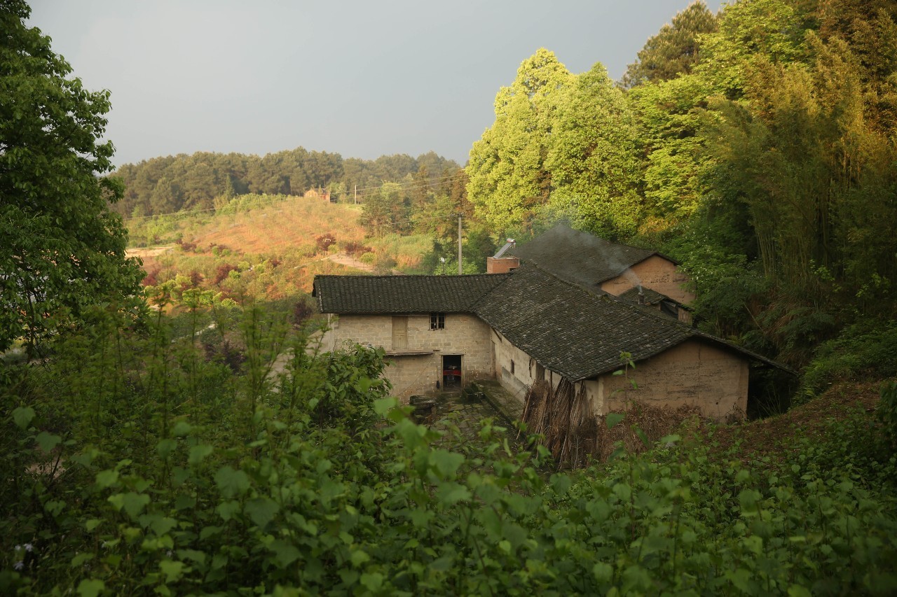 大來山樹屋民宿，喚醒古老村莊留住青山綠水