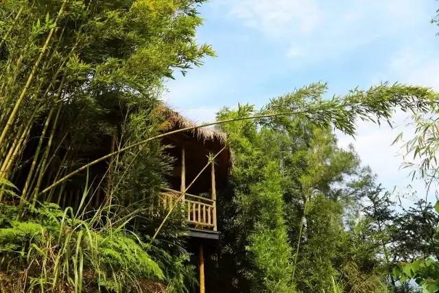 大來(lái)山樹屋民宿，喚醒古老村莊留住青山綠水