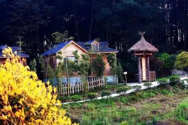 大來山樹屋民宿，喚醒古老村莊留住青山綠水