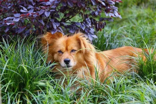 大來山樹屋民宿，喚醒古老村莊留住青山綠水
